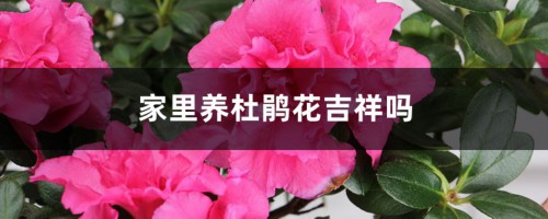 家里养杜鹃花吉祥吗，杜鹃花放家里不吉祥吗