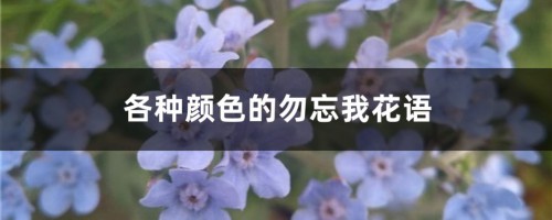 各种颜色的勿忘我花语