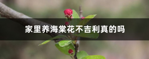 家里养海棠花不吉利真的吗