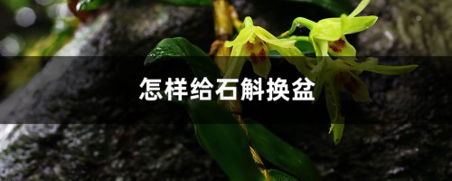 怎样给石斛换盆，换盆要修根吗