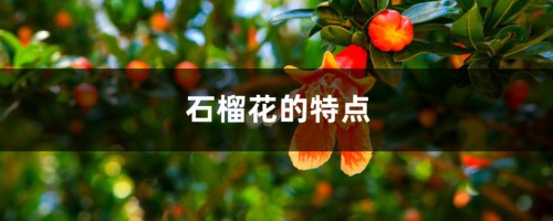 石榴花的特点