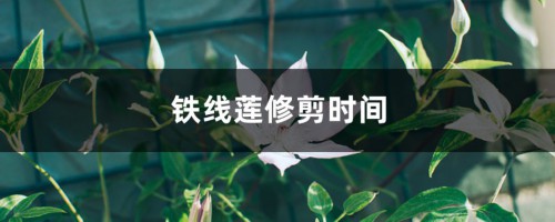 铁线莲修剪时间