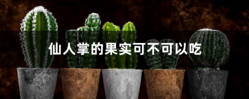 仙人掌的果实可不可以吃