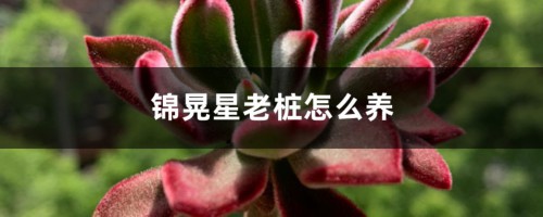 锦晃星老桩怎么养