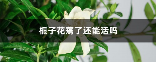 栀子花蔫了还能活吗