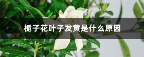 栀子花叶子发黄是什么原因