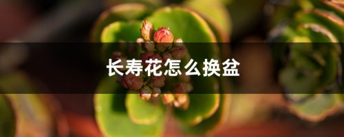 长寿花怎么换盆