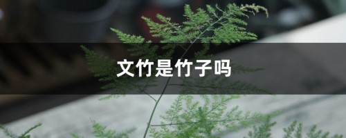 文竹是竹子吗，修剪方法图解