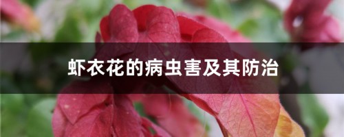 虾衣花的病虫害及其防治