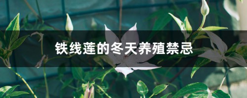 铁线莲的冬天养殖禁忌