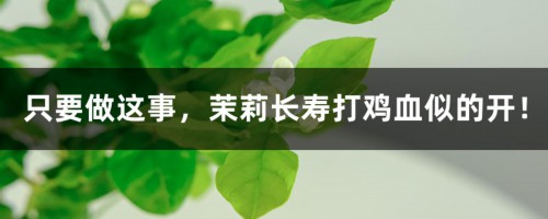 只要做这事，茉莉长寿打鸡血似的开！