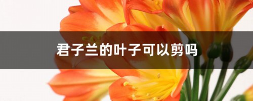 君子兰的叶子可以剪吗