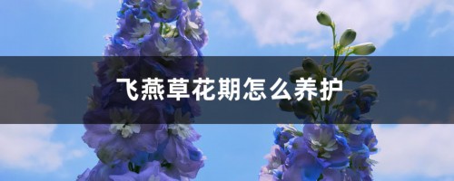 飞燕草花期怎么养护